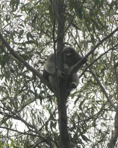 Up a Gum Tree?